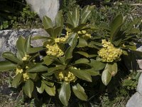 Daphne laureola ssp philippi 7, Saxifraga-Willem van Kruijsbergen