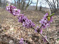 Daphne mezereum 13, Rood peperboompje, Saxifraga-Jan Willem Jongepier