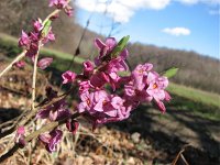 Daphne mezereum 14, Rood peperboompje, Saxifraga-Jasenka Topic