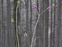 Daphne mezereum 16, Rood peperboompje, Saxifraga-Rob Felix : Plantae, Plants, planten