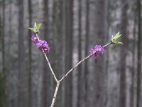 Daphne mezereum 17, Rood peperboompje, Saxifraga-Rob Felix : Plantae, Plants, planten