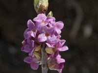 Daphne mezereum 2, Rood peperboompje, Saxifraga-Jan van der Straaten