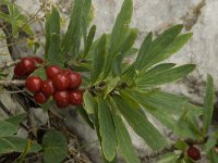 Daphne mezereum 20, Rood peperboompje, Saxifraga-Willem van Kruijsbergen