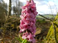 Daphne mezereum 24, Rood peperboompje, Saxifraga-Rutger Barendse