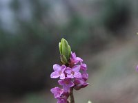 Daphne mezereum 26, Rood peperboompje, Saxifraga-Dirk Hilbers