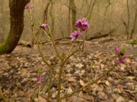 Daphne mezereum 27, Rood peperboompje, Saxifraga-Jelle van Dijk