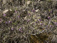 Daphne mezereum 29, Rood peperboompje, Saxifraga-Willem van Kruijsbergen