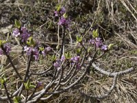 Daphne mezereum 31, Rood peperboompje, Saxifraga-Willem van Kruijsbergen