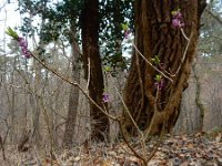 Daphne mezereum 32, Rood peperboompje, Saxifraga-Ed Stikvoort