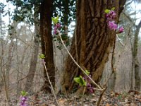 Daphne mezereum 33, Rood peperboompje, Saxifraga-Ed Stikvoort