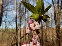 Daphne mezereum 34, Rood peperboompje, Saxifraga-Ed Stikvoort