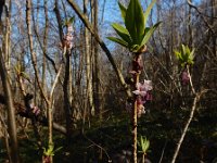 Daphne mezereum 36, Rood peperboompje, Saxifraga-Ed Stikvoort