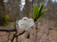 Daphne mezereum 37, Rood peperboompje, Saxifraga-Ed Stikvoort