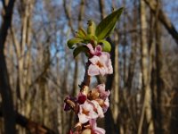 Daphne mezereum 38, Rood peperboompje, Saxifraga-Ed Stikvoort