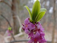 Daphne mezereum 39, Rood peperboompje, Saxifraga-Ed Stikvoort