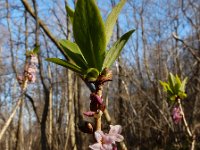 Daphne mezereum 40, Rood peperboompje, Saxifraga-Ed Stikvoort