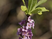 Daphne mezereum 48, Rood peperboompje, Saxifraga-WIllem van Kruijsbergen