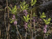 Daphne mezereum 49, Rood peperboompje, Saxifraga-WIllem van Kruijsbergen
