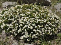 Daphne oleoides 3, Saxifraga-Harry Jans