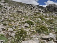 Daphne oleoides 4, Saxifraga-Harry Jans