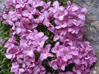 Daphne petraea 14, Saxifraga-Harry Jans