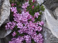 Daphne petraea 15, Saxifraga-Harry Jans