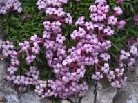 Daphne petraea 18, Saxifraga-Harry Jans