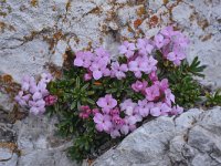 Daphne petraea 2, Saxifraga-Harry Jans