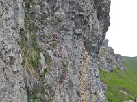 Daphne petraea 21, habitat, Saxifraga-Harry Jans