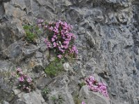 Daphne petraea 22, habitat, Saxifraga-Harry Jans