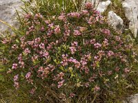 Daphne sericea 12, Saxifraga-Harry Jans