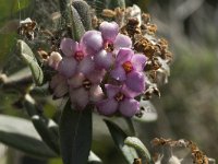 Daphne sericea 2, Saxifraga-Jan van der Straaten