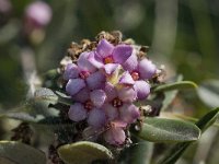 Daphne sericea 3, Saxifraga-Willem van Kruijsbergen