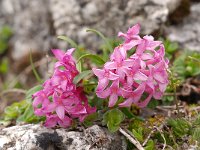 Daphne striata 10, Saxifraga-Luuk Vermeer