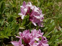 Daphne striata 12, Saxifraga-Ed Stikvoort