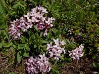 Daphne striata 13, Saxifraga-Ed Stikvoort