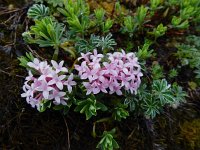 Daphne striata 15, Saxifraga-Ed Stikvoort