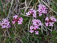 Daphne striata 18, Saxifraga-Harry Jans