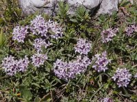 Daphne striata 26, Saxifraga-Luuk Vermeer