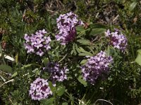 Daphne striata 4, Saxifraga-Willem van Kruijsbergen