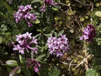 Daphne striata 6, Saxifraga-Willem van Kruijsbergen