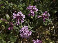 Daphne striata 7, Saxifraga-Willem van Kruijsbergen