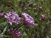 Daphne striata 8, Saxifraga-Willem van Kruijsbergen