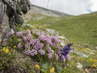 Daphne striata 9, Saxifraga-Luuk Vermeer