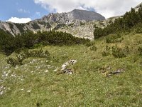 Daphne velenovskyi 2, Saxifraga-Harry Jans  habitat Daphne velenovskyi : Habitat