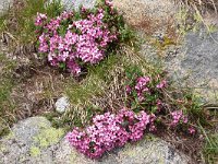 Daphne velenovskyi 5, Saxifraga-Harry Jans  Daphne velenovskyi