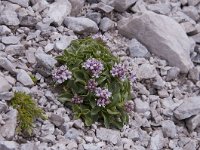 Daphne x reichsteinii 2, Saxifraga-Luuk Vermeer