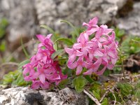 Daphne x reichsteinii 3, Saxifraga-Luuk Vermeer