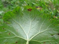 Darmera peltata 3, Schildblad, Saxifraga-Rutger Barendse