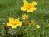 Dasiphora fruticosa 3, Struikganzerik, Saxifraga-Ed Stikvoort